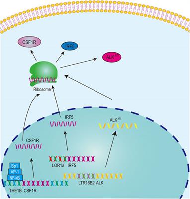 Endogenous retroviral solo-LTRs in human genome